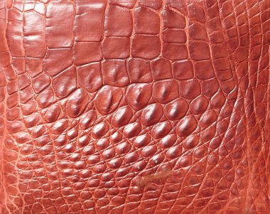 timsah desenli arka plan