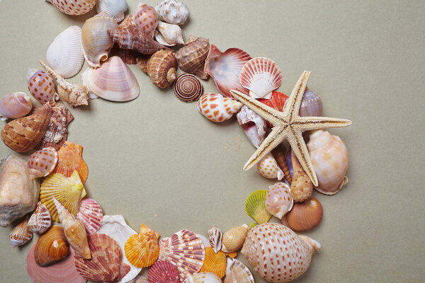 nice shells on background