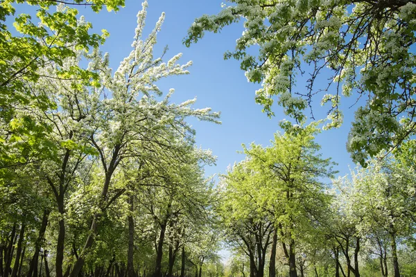 Árvores de primavera verdes — Fotografia de Stock