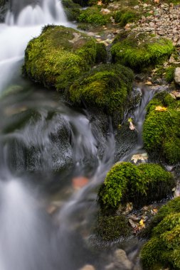 ormanda güzel akışı