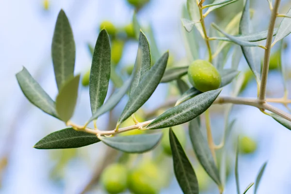 Verse groene olijven — Stockfoto