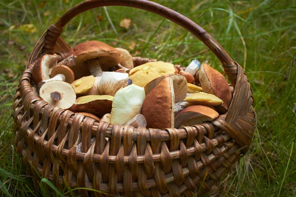 Sepette taze mantarlar