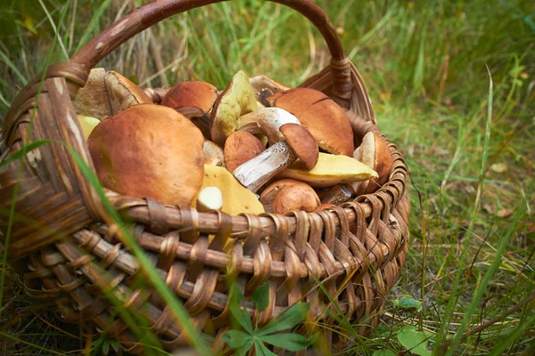 Verse champignons in de mand — Stockfoto