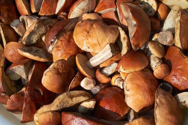 Fresh  mushrooms  bacground — Stock Photo, Image