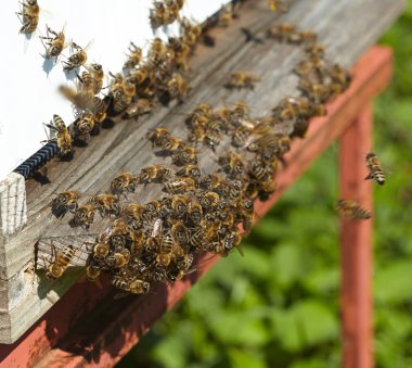 yakınındaki bir kovan arı grubu