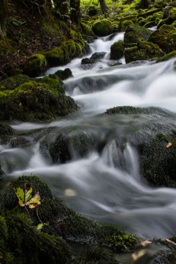 ormanda güzel akışı