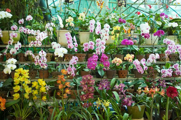 Friss orchidea virágok — Stock Fotó