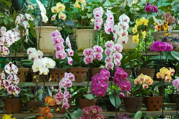 Świeże kwiaty orchidei — Zdjęcie stockowe