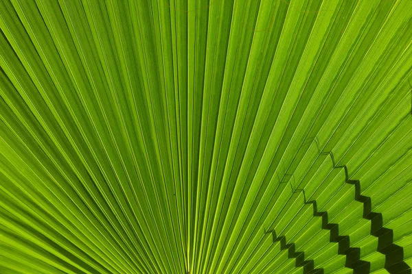 Hoja de palma verde — Foto de Stock