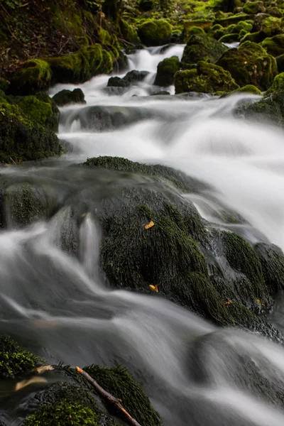 Az erdő gyönyörű patak — Stock Fotó