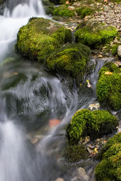 Schöner Bach im Wald — Stockfoto