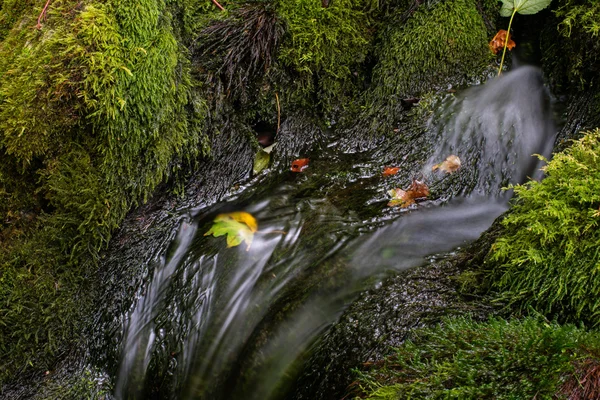 Beau ruisseau dans la forêt — Photo