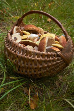 Sepette taze mantarlar