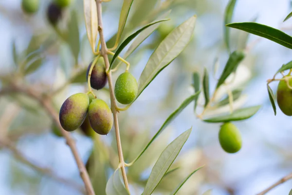 Aceitunas verdes frescas — Foto de Stock