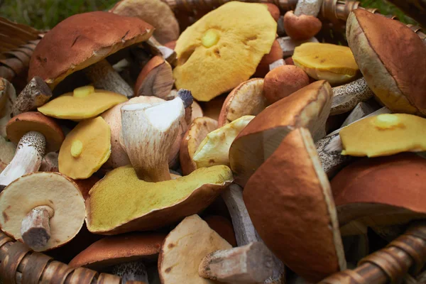 Sepette taze mantarlar