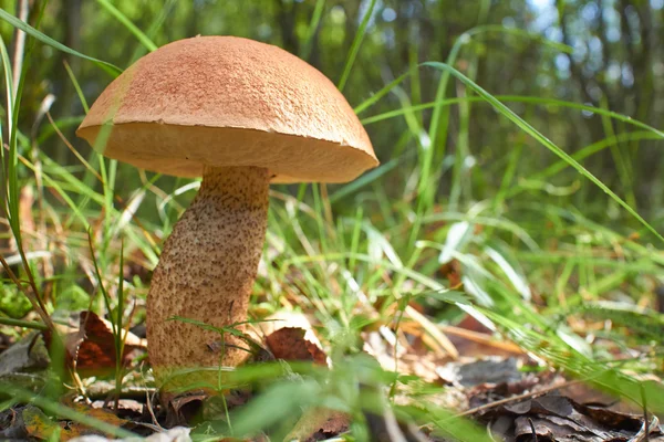 Fresh mushroom in the forest — Stock Photo, Image