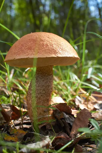 Fresh mushroom in the forest — Stock Photo, Image