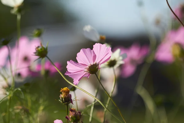 Wild flowers on meadow — Stock Photo, Image