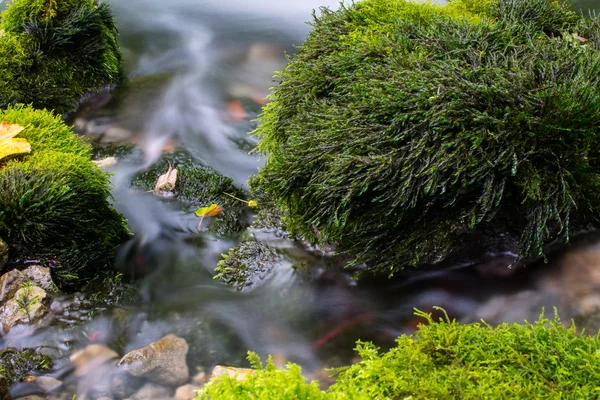 Bellissimo ruscello nella foresta — Foto Stock