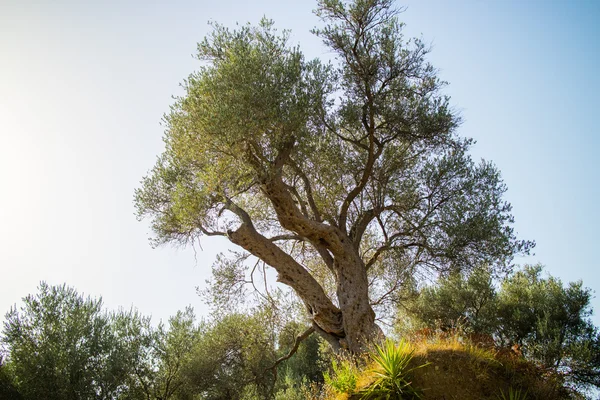Grenn oliveira — Fotografia de Stock