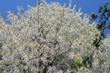 Bahçede çiçek açan ağaçlar 