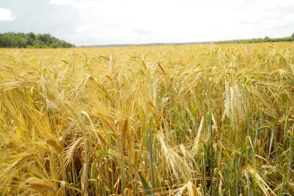 Pšeničné pole zblízka — Stock fotografie