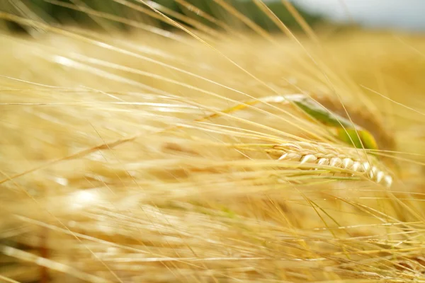 Пшеничное поле вблизи — стоковое фото