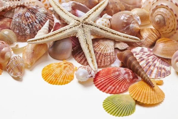 Различные морские раковины — стоковое фото