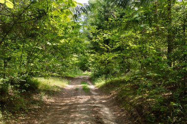 güzel yaz yeşil orman güneşli gün
