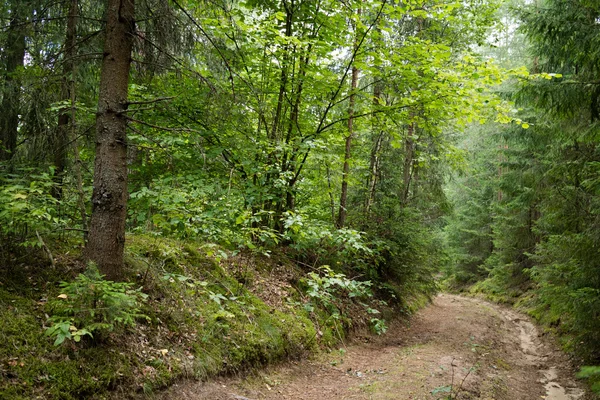 Hermoso Bosque Verde Verano Día Soleado —  Fotos de Stock