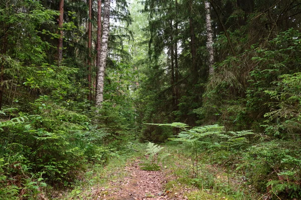 Hermoso Bosque Verde Verano Día Soleado —  Fotos de Stock