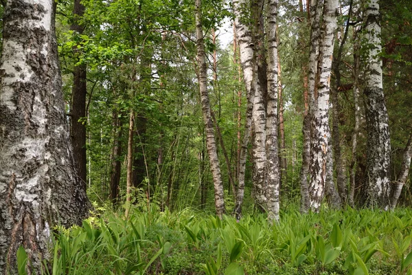 Hermoso Bosque Verde Verano Día Soleado —  Fotos de Stock