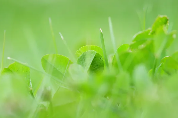 Yeşil Yonca Bitkiler Üzerinde Çayır Güneşli Gün — Stok fotoğraf