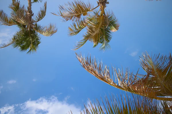 ふわふわ雲と青空のヤシの木 — ストック写真