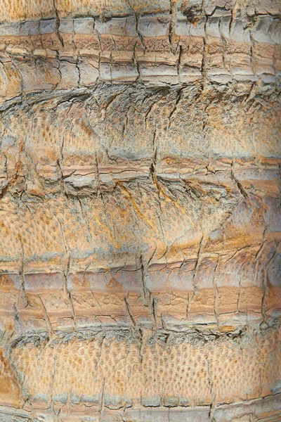 Background Texture Palm Tree Bark — Stock Photo, Image