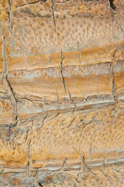 Background Texture Palm Tree Bark — Stock Photo, Image
