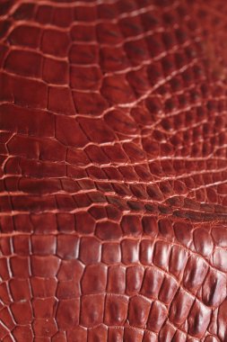 timsah desenli arka plan