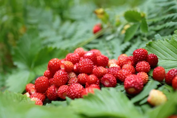 Walderdbeeren auf Blättern — Stockfoto