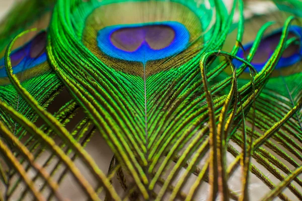 Colorful peacock feather — Stock Photo, Image