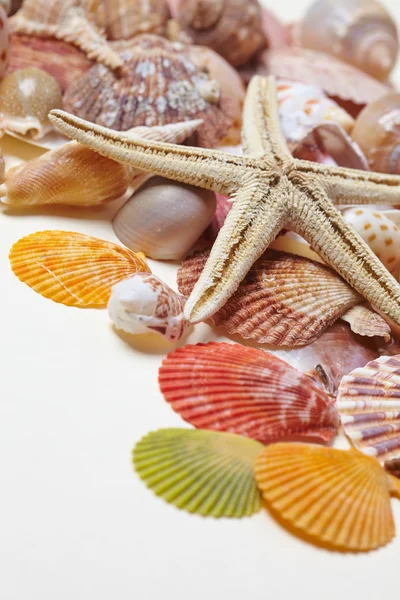 Zeester en zee schelpen — Stockfoto