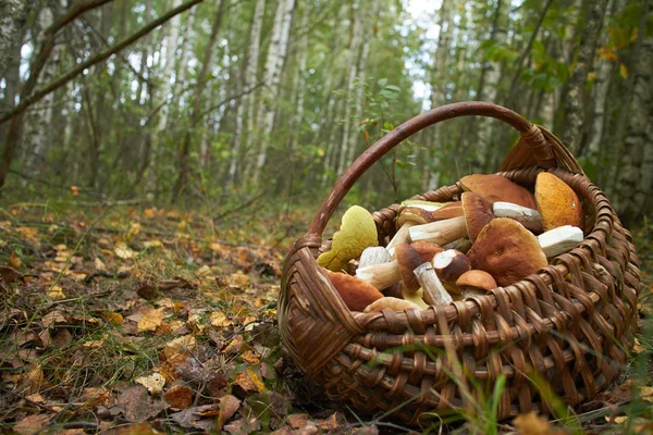 Сырые грибы в корзине — стоковое фото