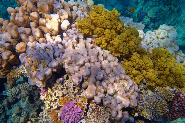 Egzotikus korall-zátony — Stock Fotó