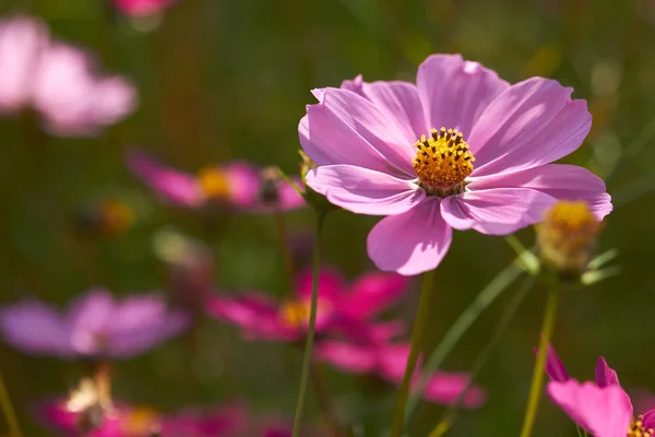 Nice colorful  flowers — Stock Photo, Image