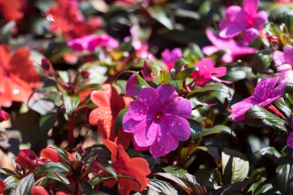 Flowers in water drops — Stock Photo, Image