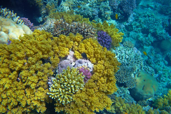 充满异国情调的珊瑚礁 — 图库照片