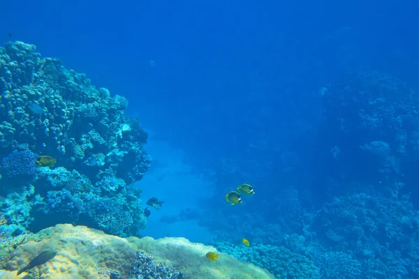 Arrecife de coral exótico — Foto de Stock