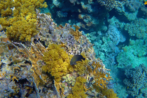 充满异国情调的珊瑚礁 — 图库照片
