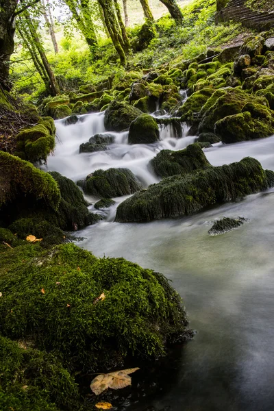Stream w las lato — Zdjęcie stockowe
