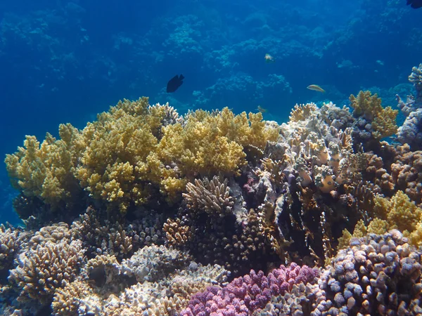 Arrecife de Coral Tropical —  Fotos de Stock