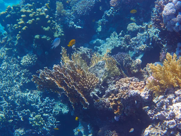 Arrecife de Coral Tropical — Foto de Stock